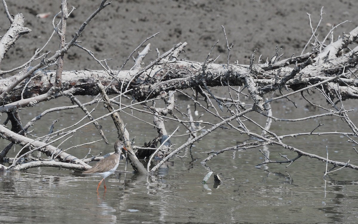 Common Redshank - ML617716856