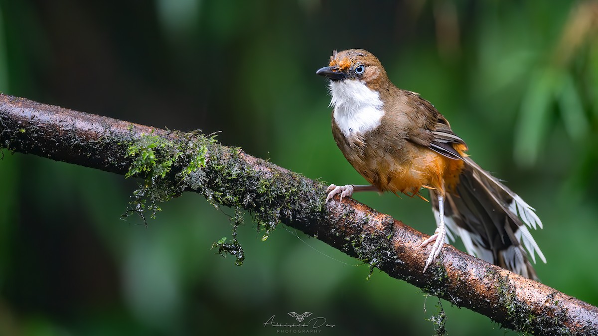 White-throated Laughingthrush - Abhishek Das