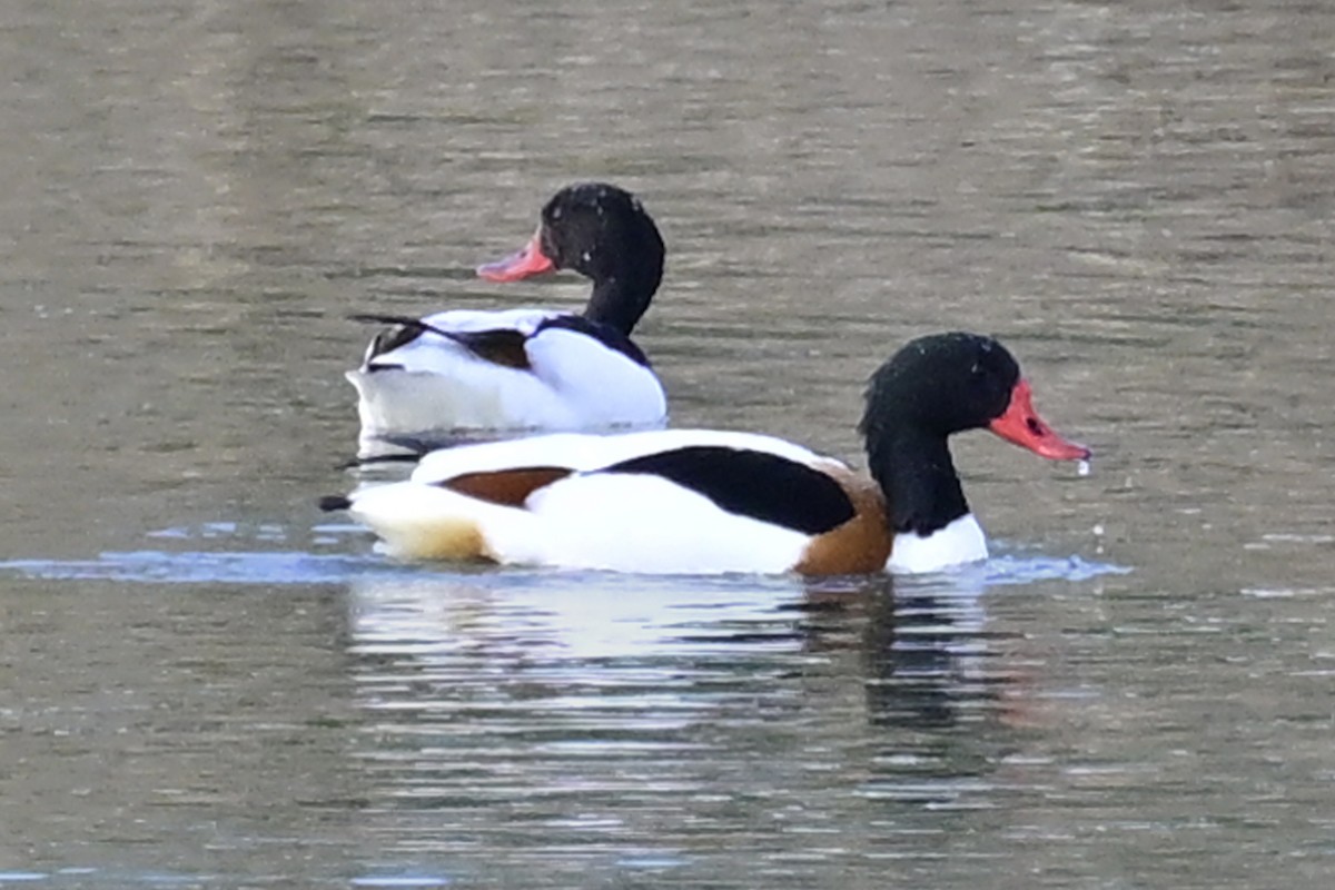 Common Shelduck - ML617716861