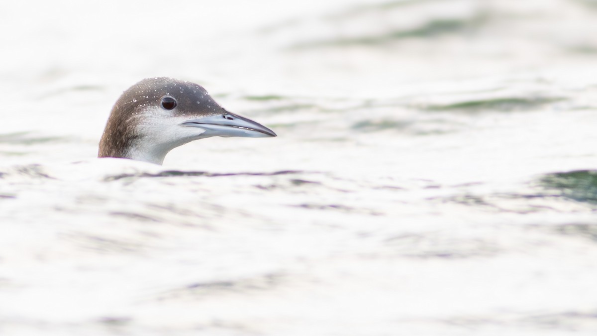 Arctic Loon - Pierre Montieth