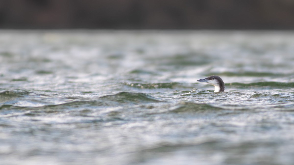 Arctic Loon - Pierre Montieth