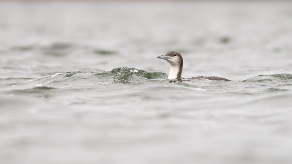 Arctic Loon - Pierre Montieth