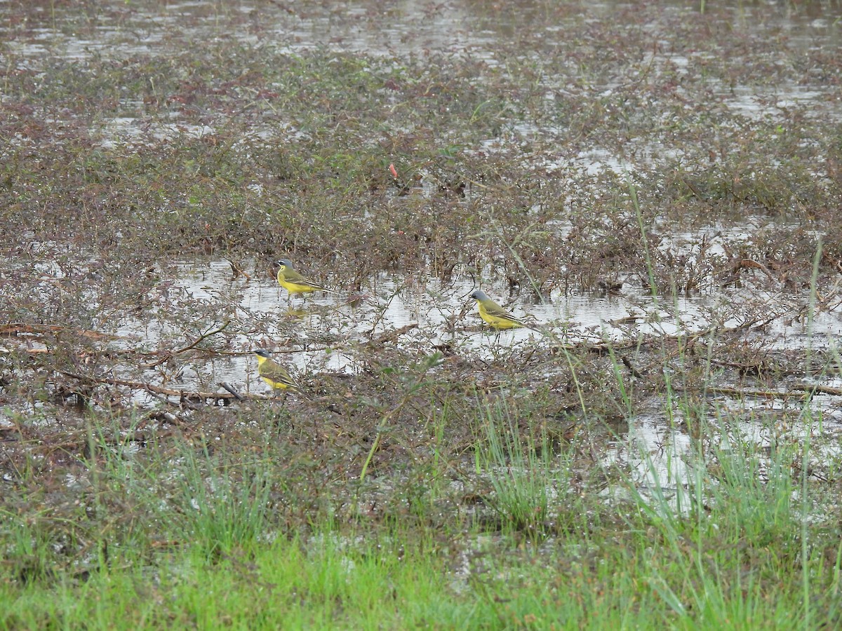 Eastern Yellow Wagtail - Joan Theng