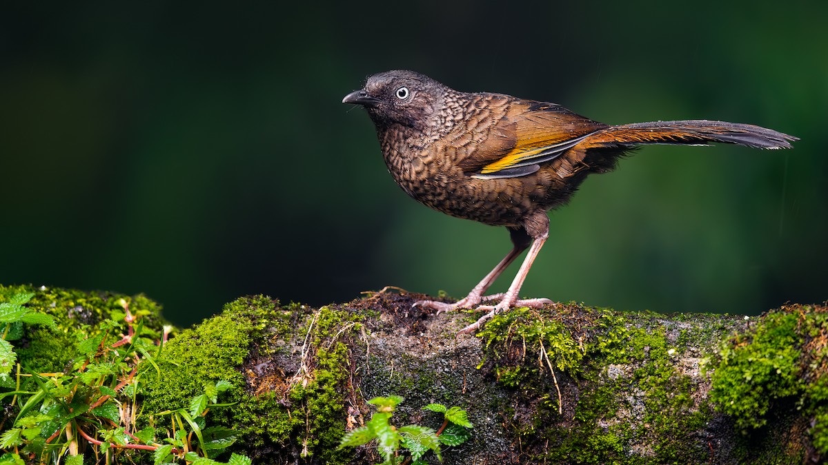 Scaly Laughingthrush - ML617716889