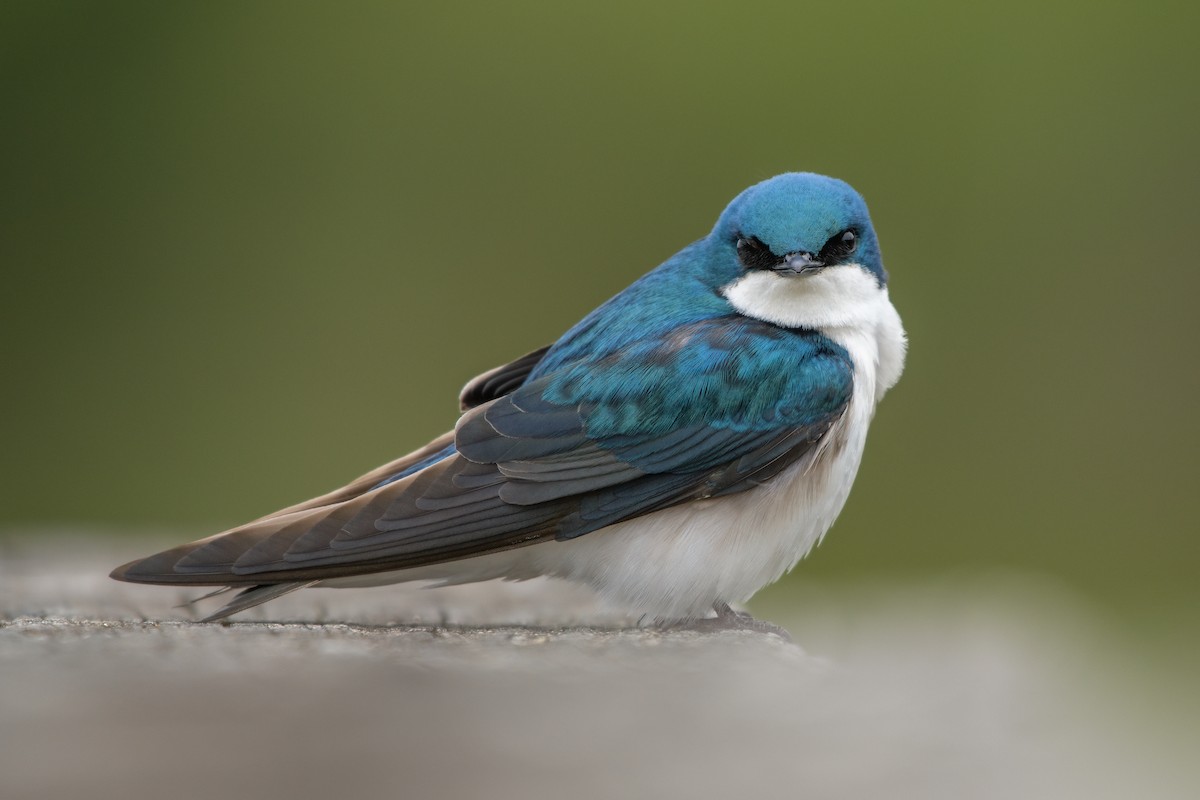 Tree Swallow - ML617716914