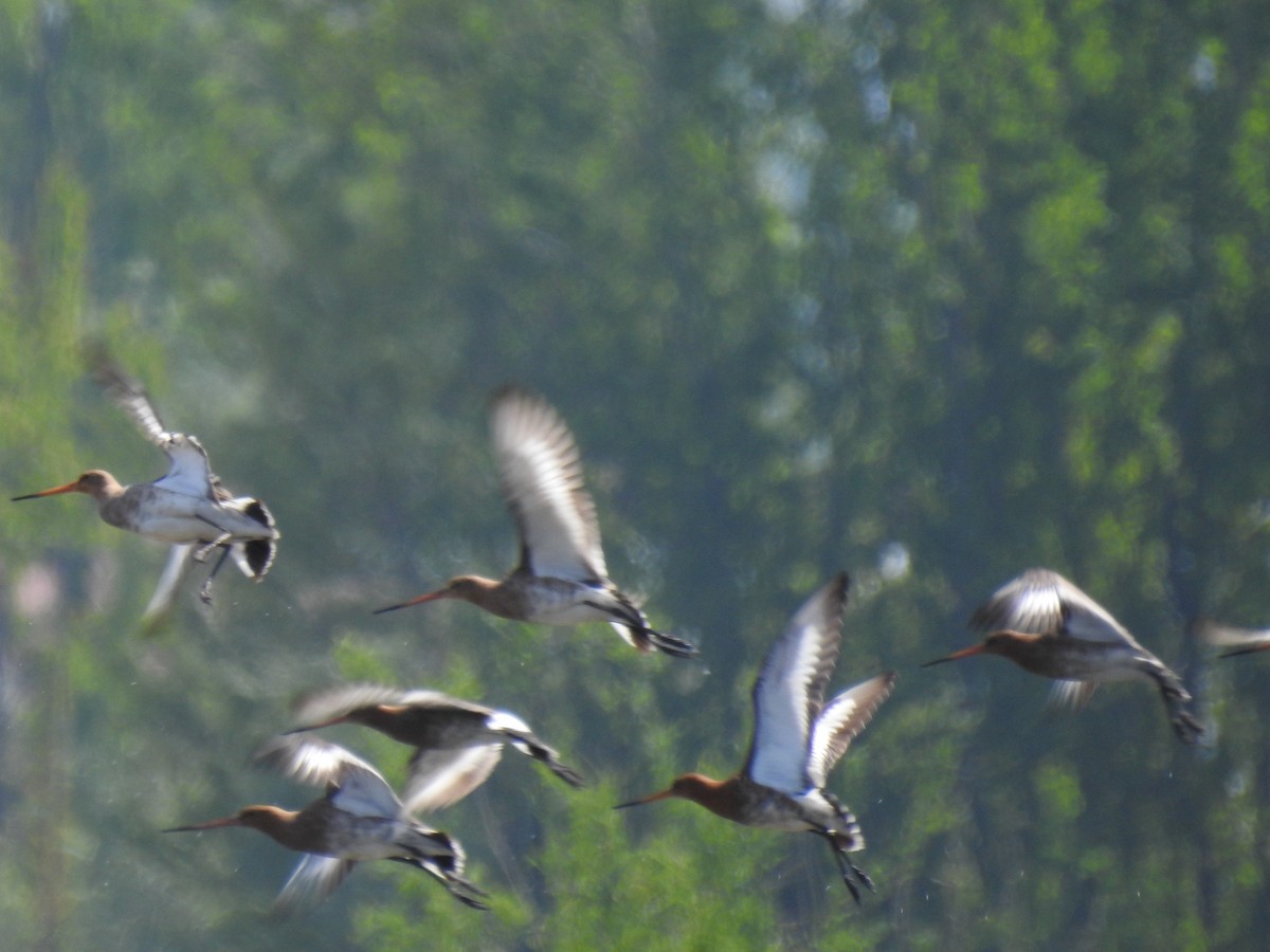 Black-tailed Godwit - ML617716936