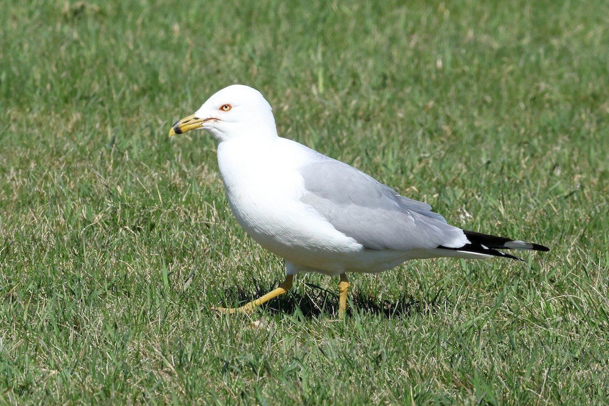 Ring-billed Gull - Darcy Pinotti