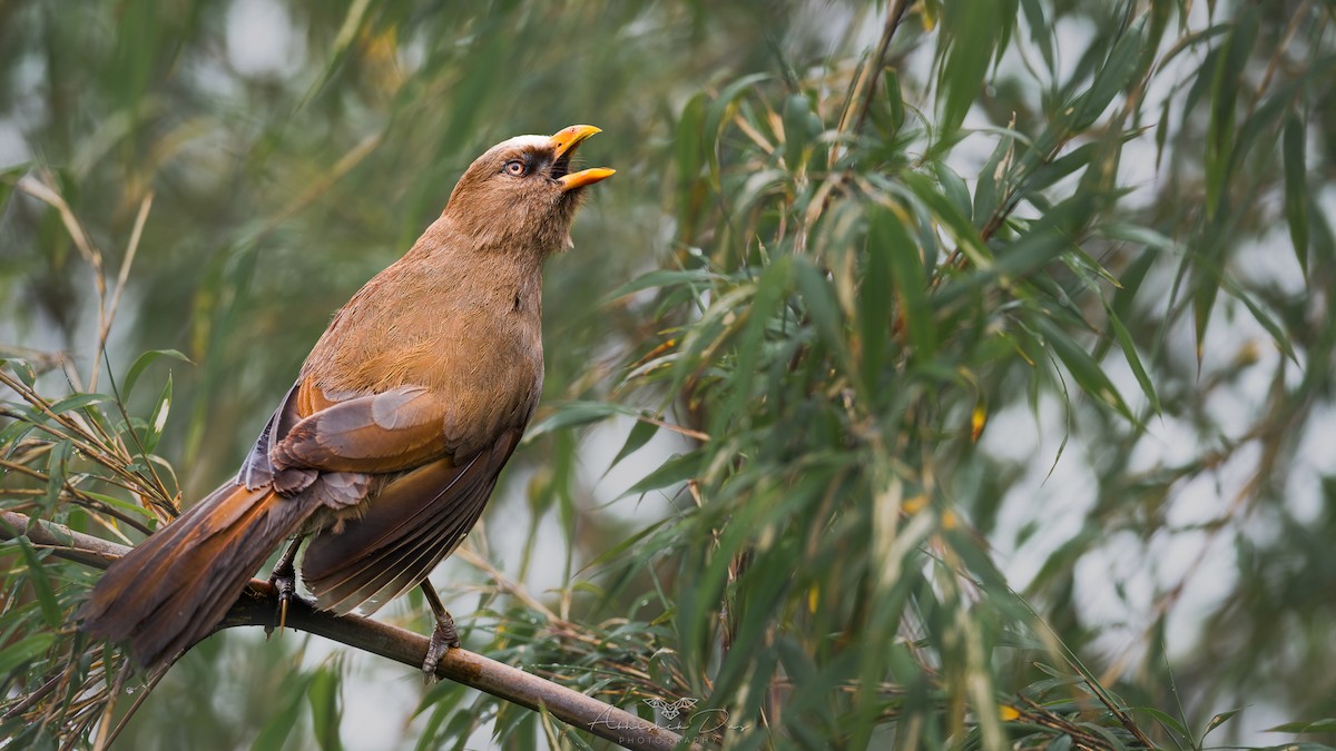 Great Parrotbill - Abhishek Das