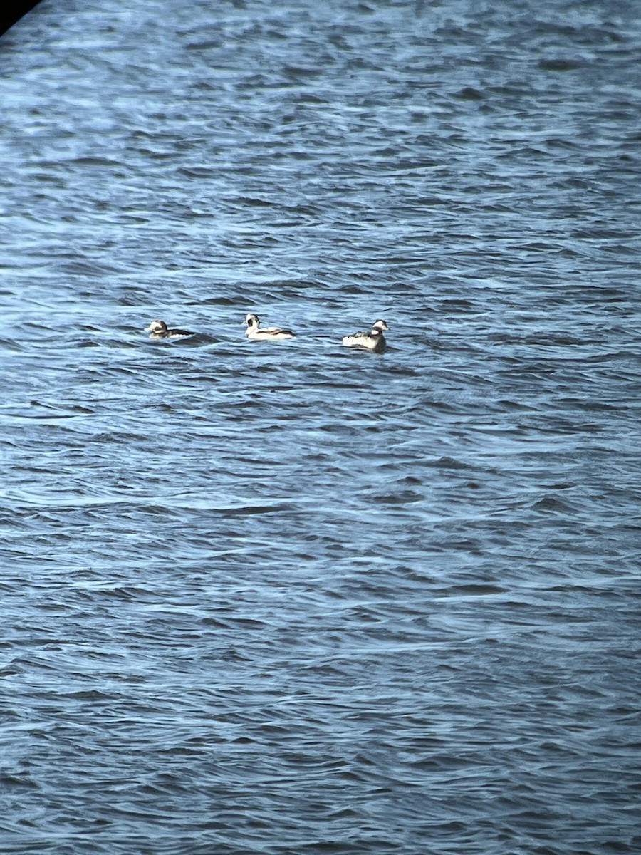 Long-tailed Duck - ML617716974