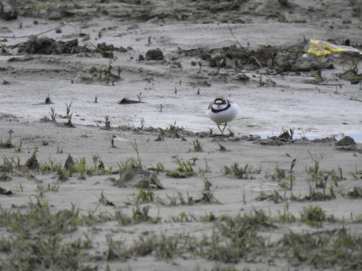 Little Ringed Plover - ML617717006