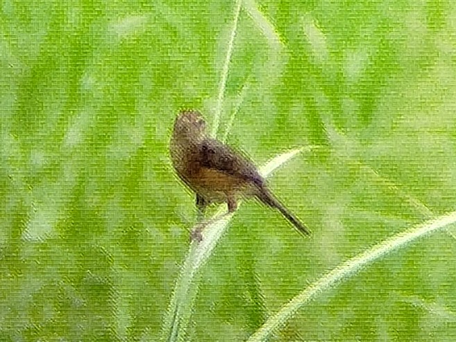 Zitting Cisticola (Double Zitting) - ML617717011