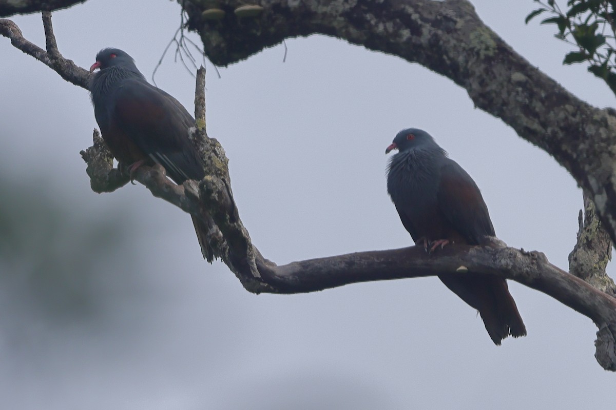 New Caledonian Imperial-Pigeon - ML617717032