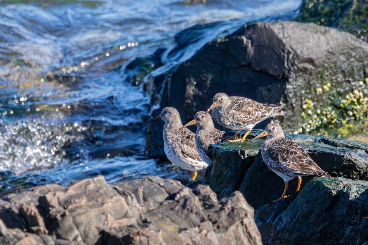 Purple Sandpiper - ML617717047