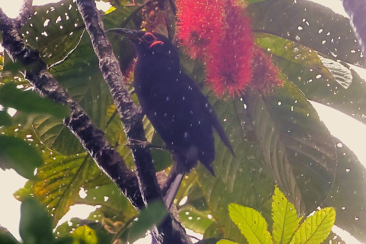 Crow Honeyeater - ML617717064