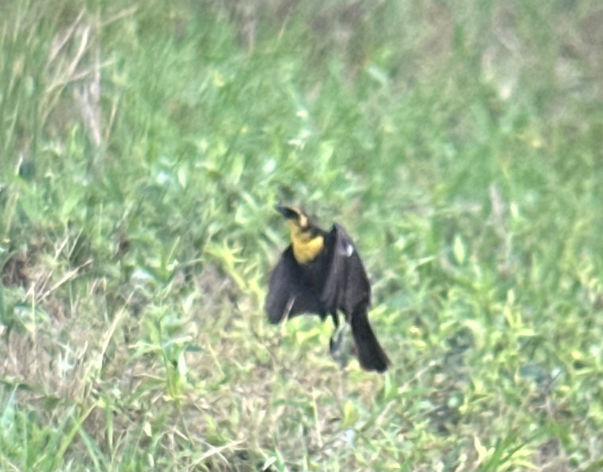 Yellow-headed Blackbird - ML617717082