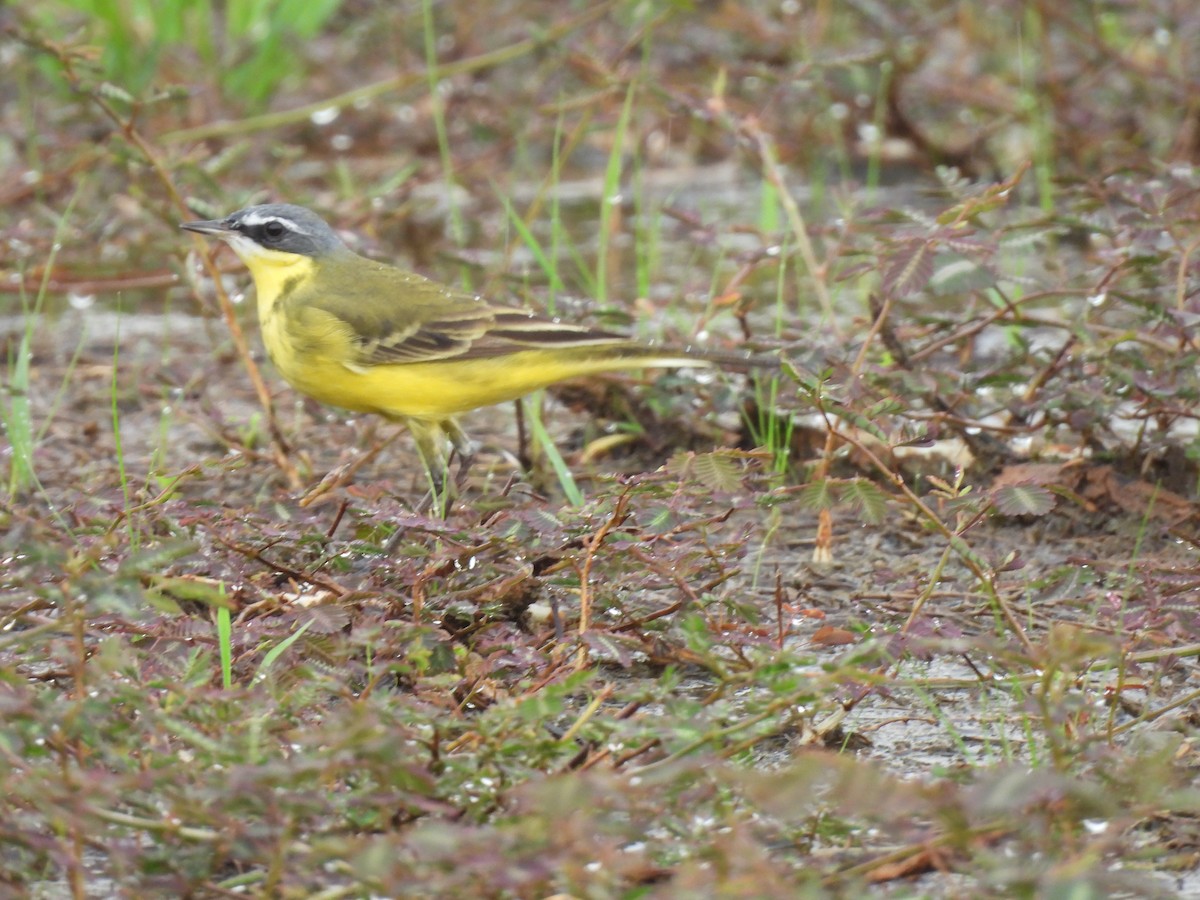 Eastern Yellow Wagtail - Joan Theng