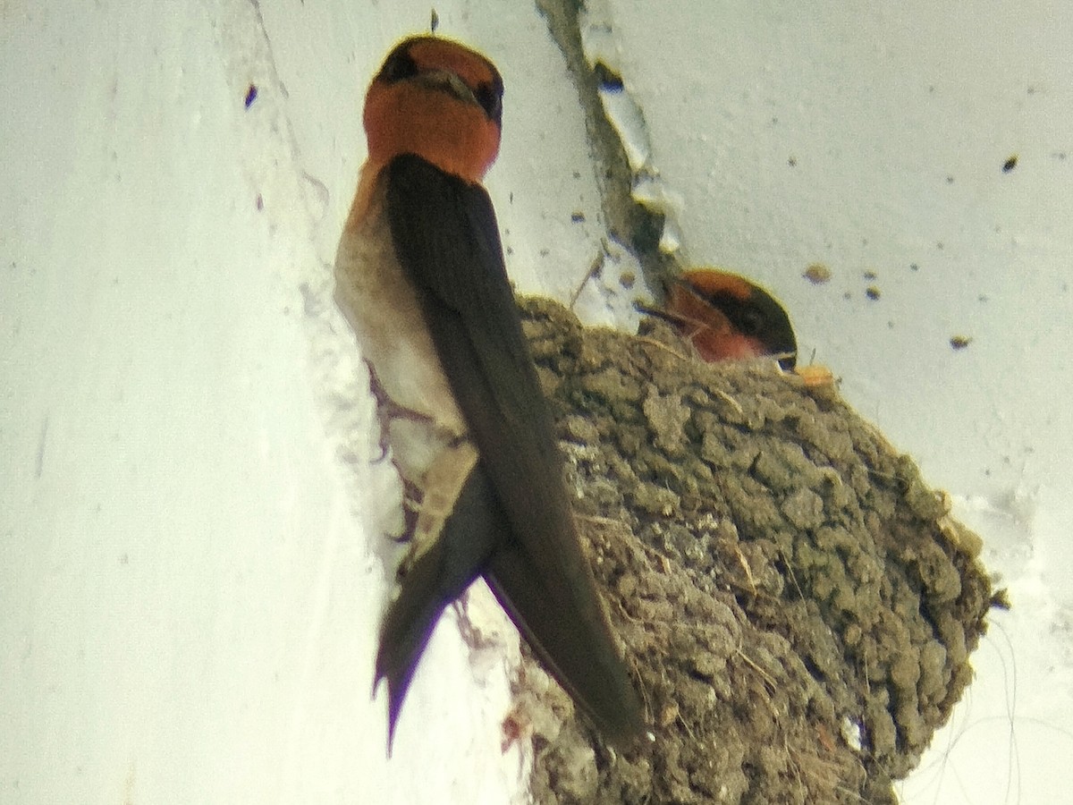 Pacific Swallow (Pacific) - Lars Mannzen