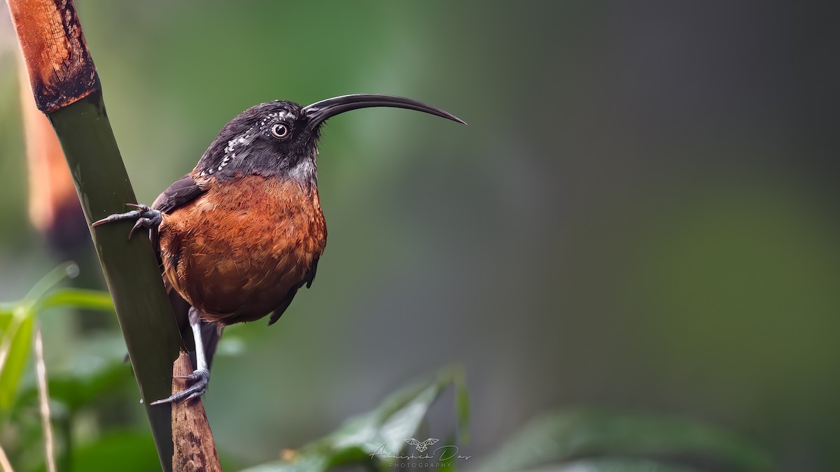 Slender-billed Scimitar-Babbler - ML617717132