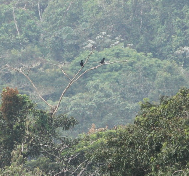 Амазонская зонтичная птица - ML617717133
