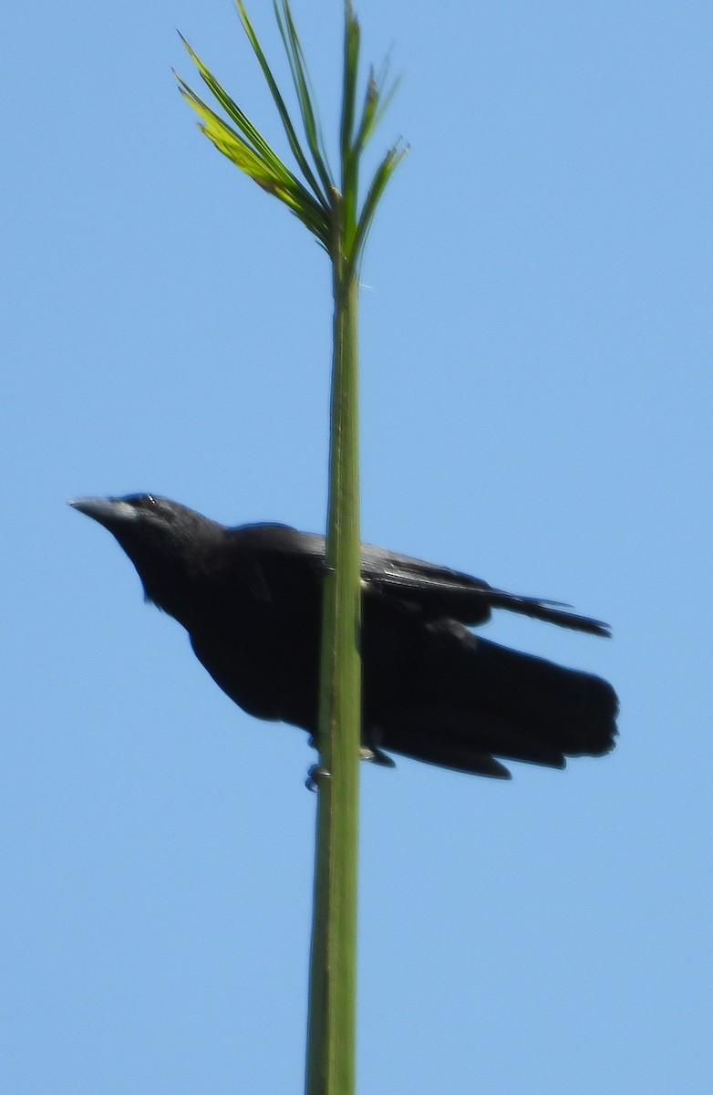 Cuban Crow - Yaro Rodriguez