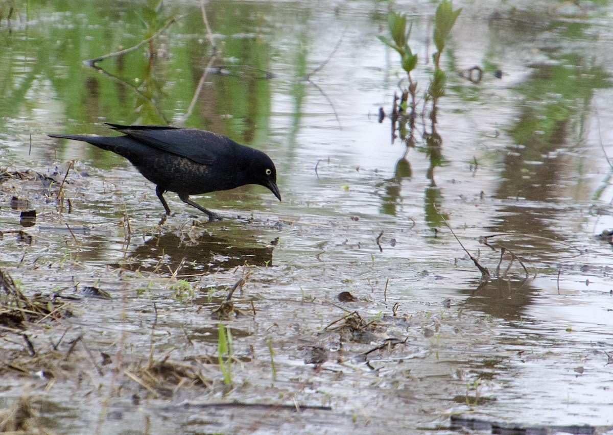 Rusty Blackbird - Michael Niven