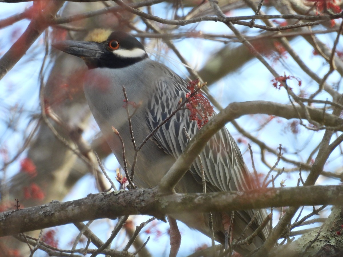 Yellow-crowned Night Heron - Randy Yuen