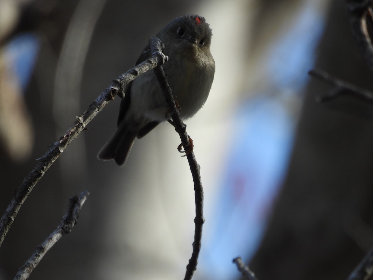 Ruby-crowned Kinglet - Randy Yuen