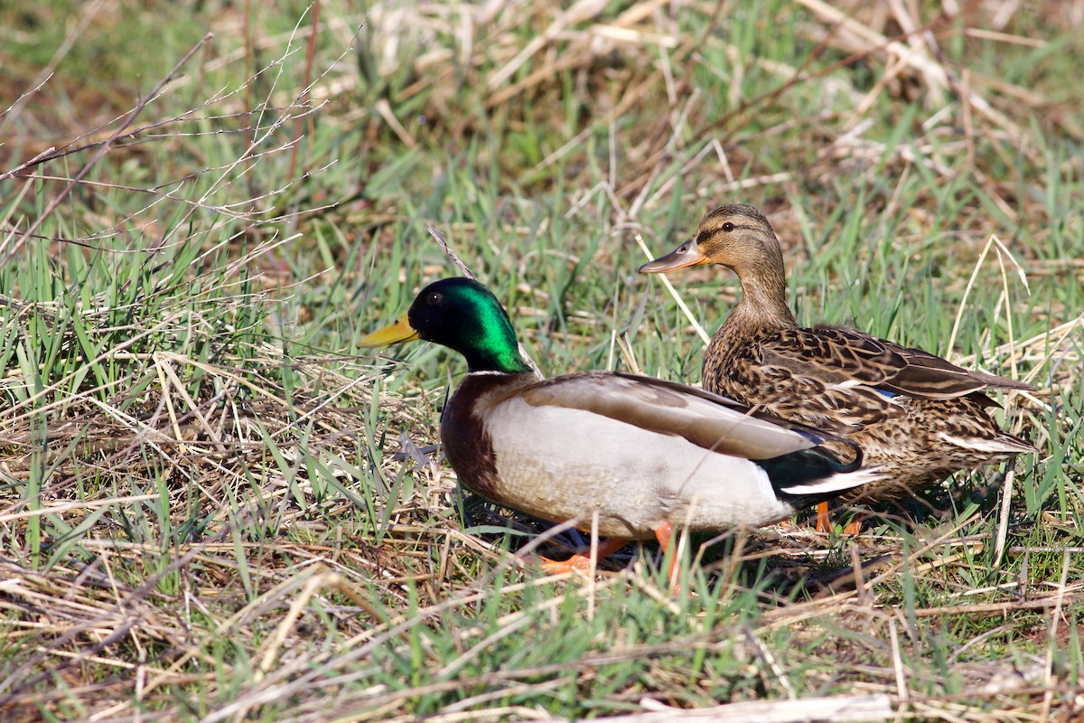 Mallard - ML617717256