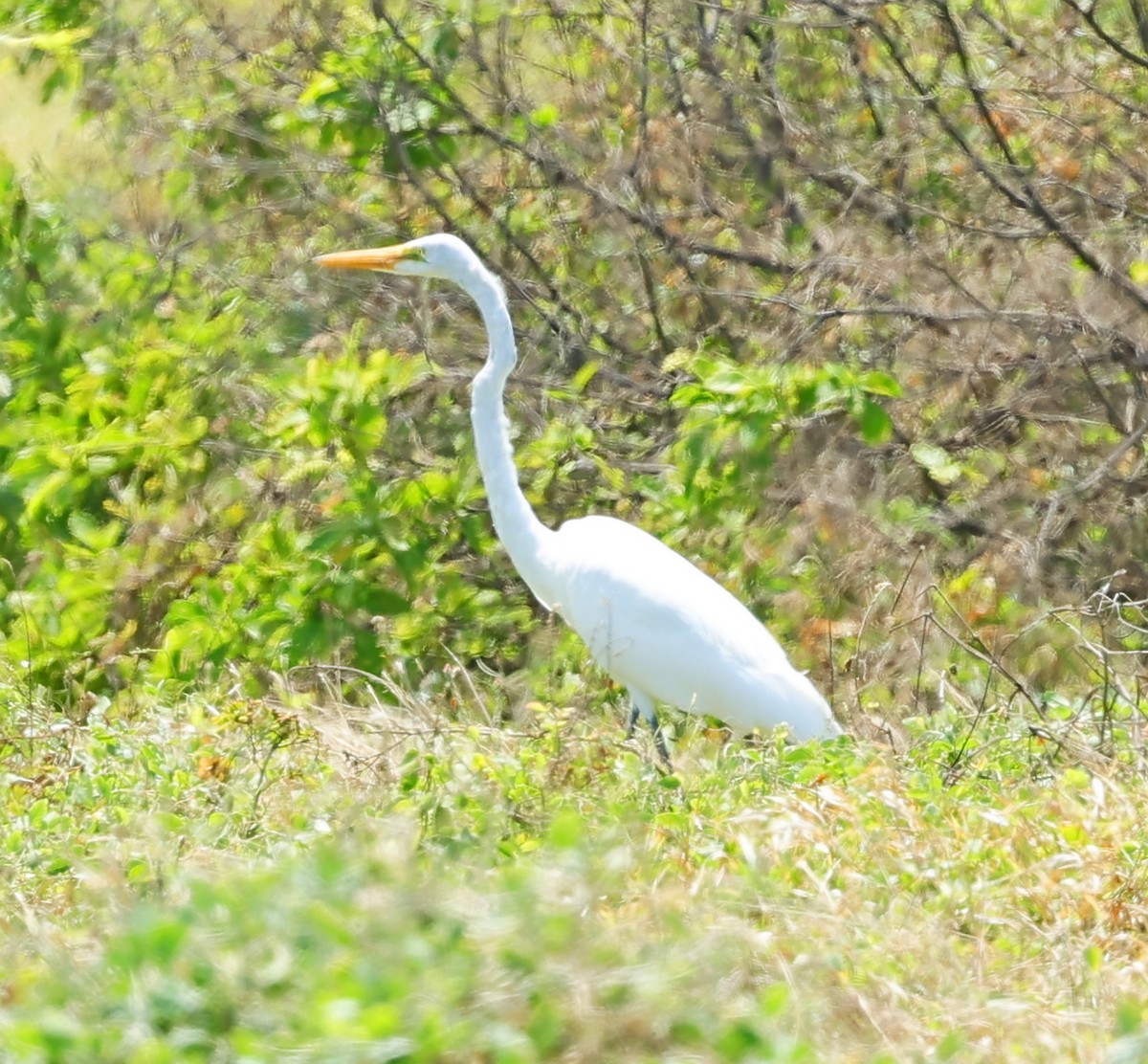 Great Egret - ML617717262