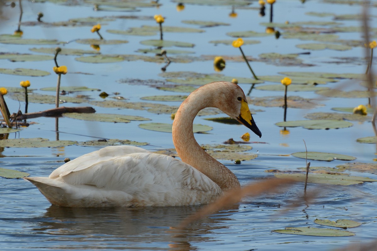 Whooper Swan - ML617717352