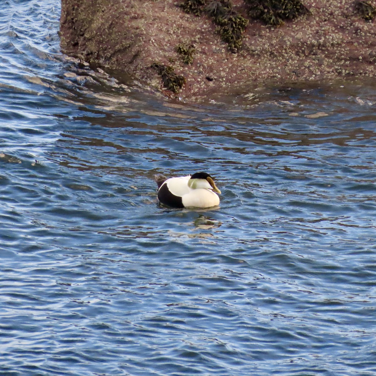 Common Eider - Richard Fleming