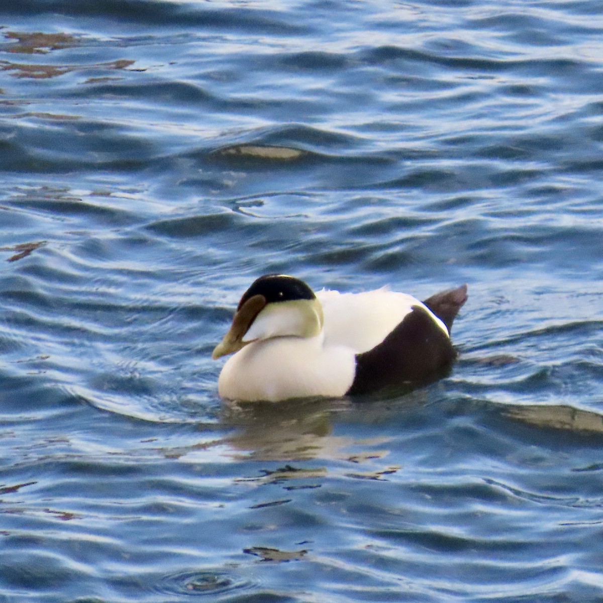 Common Eider - Richard Fleming