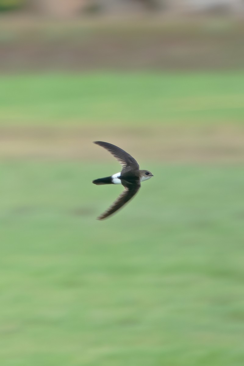 Antillean Palm Swift - ML617717419