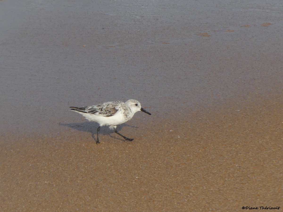 Sanderling - ML617717430