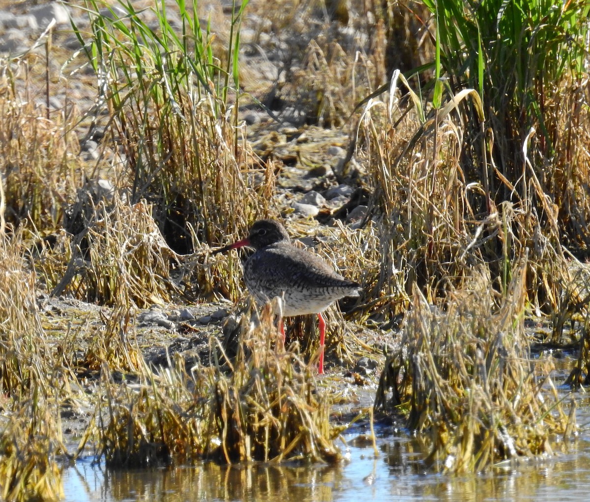 Common Redshank - Fernando T Rico