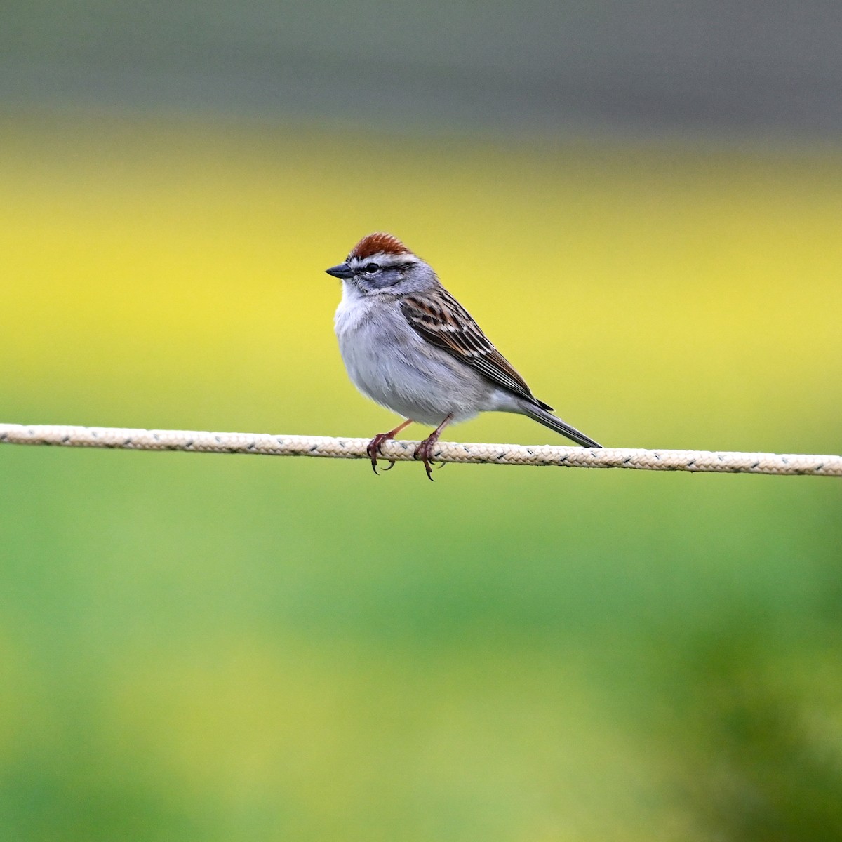 Chipping Sparrow - ML617717439