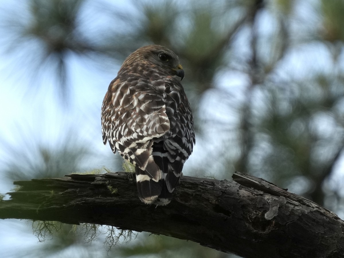 Red-shouldered Hawk - ML617717450