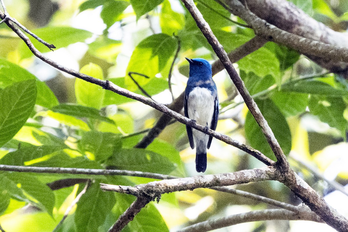 Zappey's Flycatcher - ML617717453