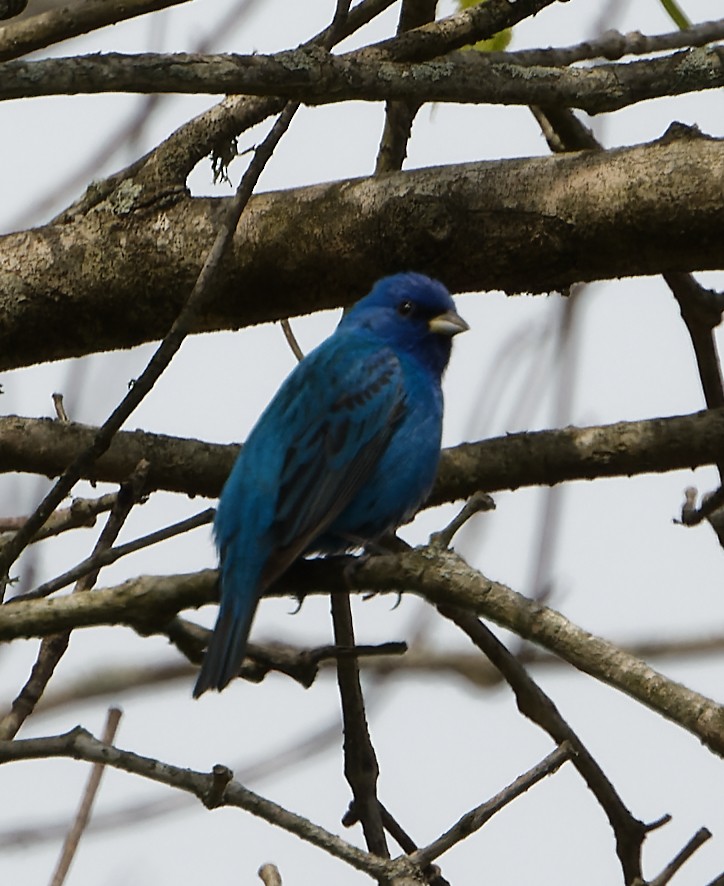 Indigo Bunting - Paul Edelman