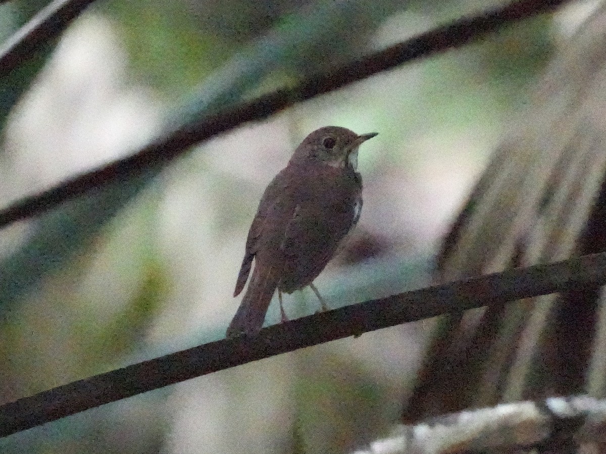 Hermit Thrush - Tami Reece