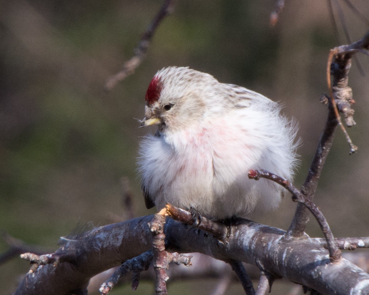 Hoary Redpoll - Norma Maurice
