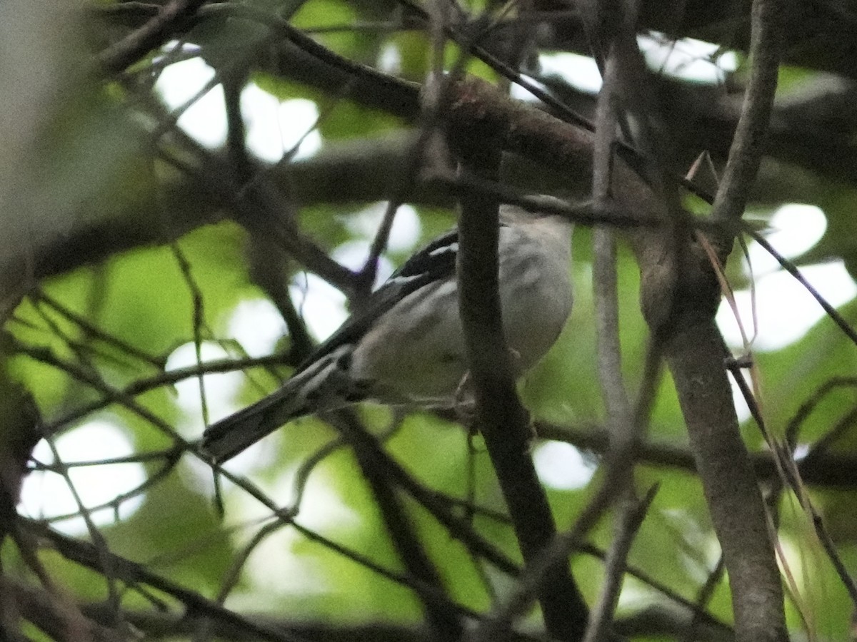 Paruline noir et blanc - ML617717470