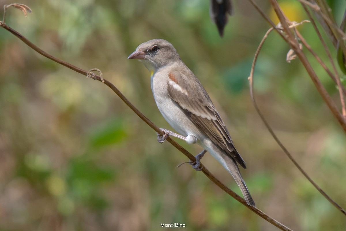 Yellow-throated Sparrow - Manoj Bind
