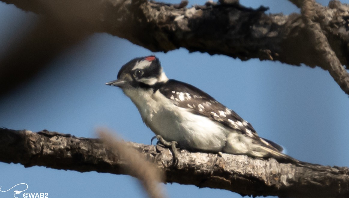 Downy Woodpecker - ML617717509