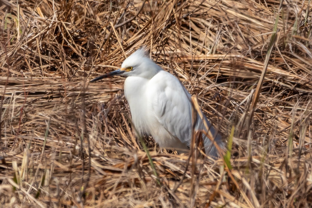 Snowy Egret - ML617717511