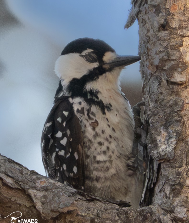 Red-cockaded Woodpecker - ML617717527