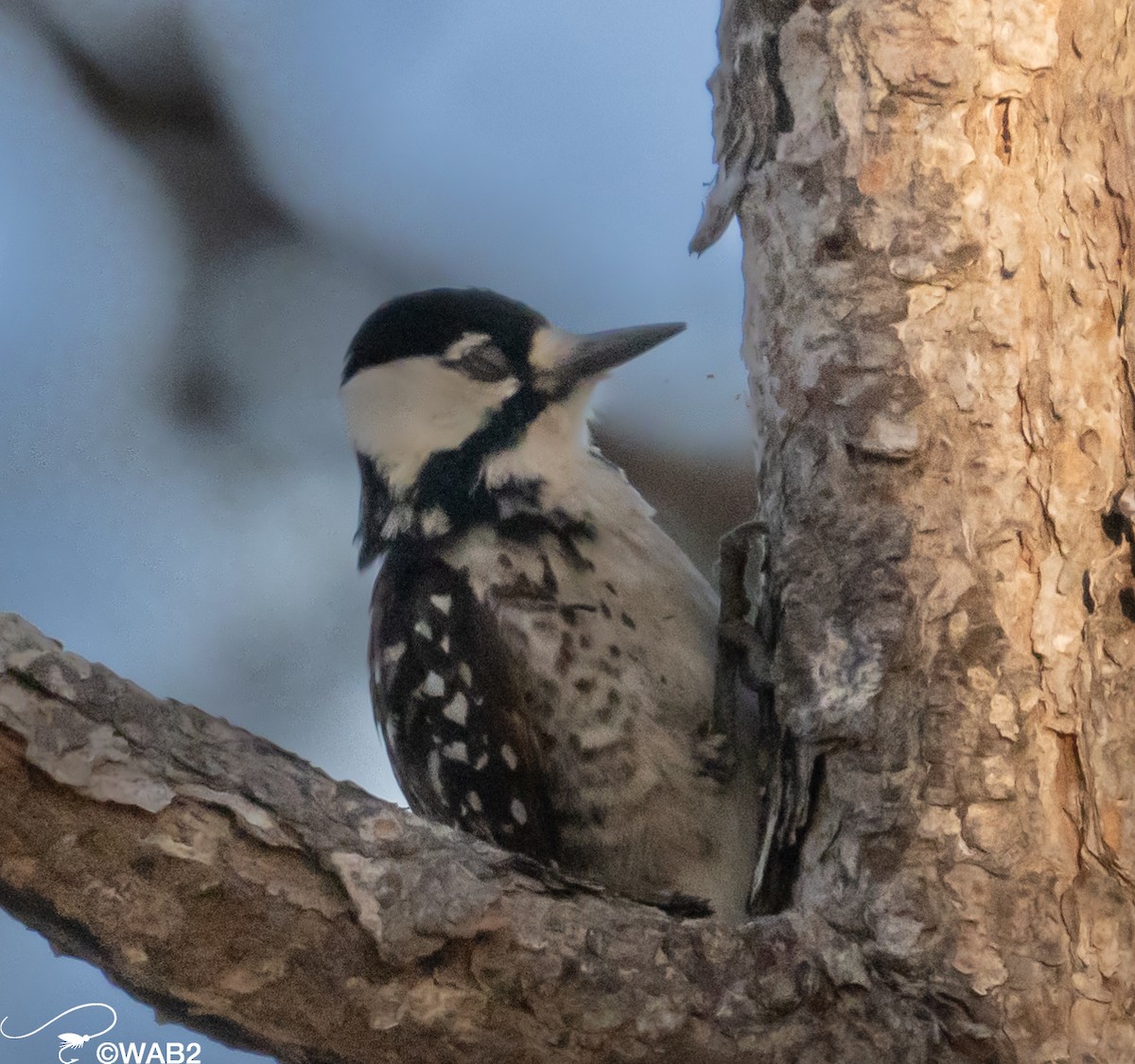 Red-cockaded Woodpecker - ML617717531