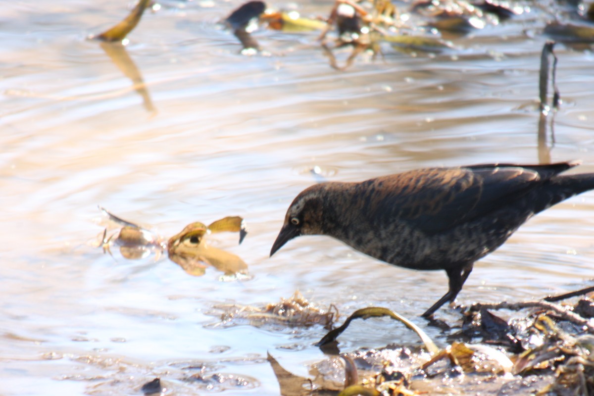 Rusty Blackbird - ML617717575