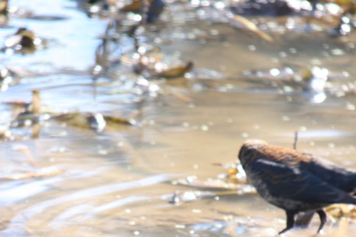 Rusty Blackbird - ML617717576