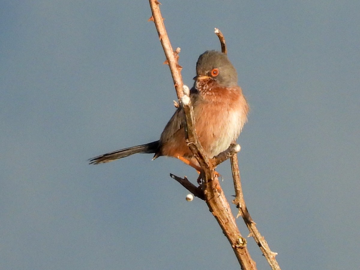 Dartford Warbler - ML617717587